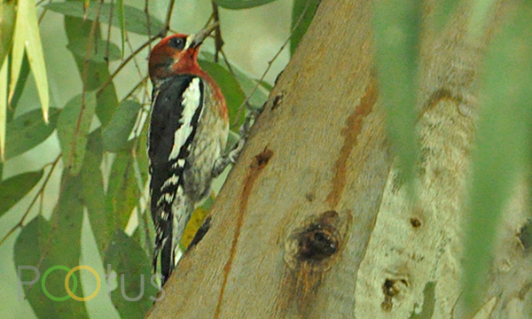 Red-Breasted Sapsucker