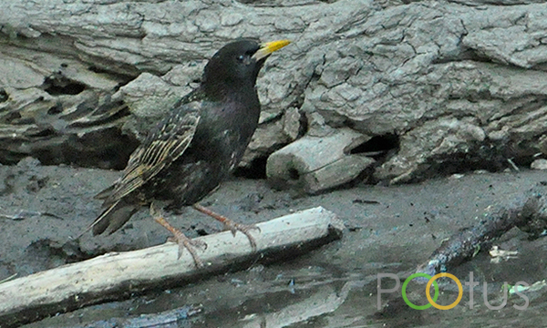 European Starling