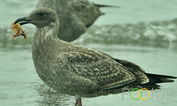  Pomarine Jaeger