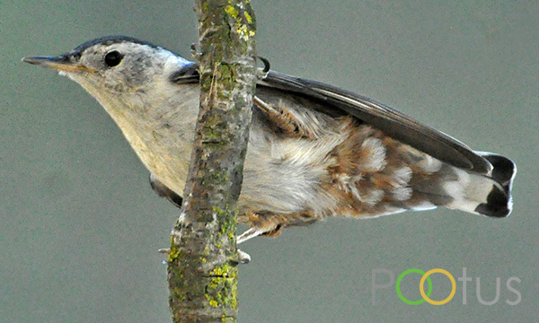 White-Breasted Nuthatch 
