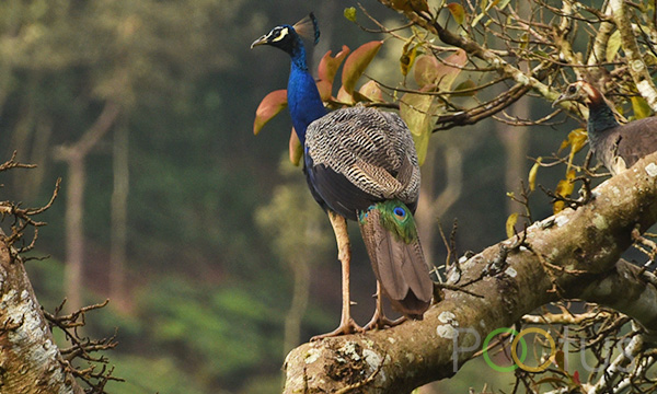 Peacock